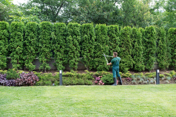 Reliable St Augustine Beach, FL Tree Removal Solutions